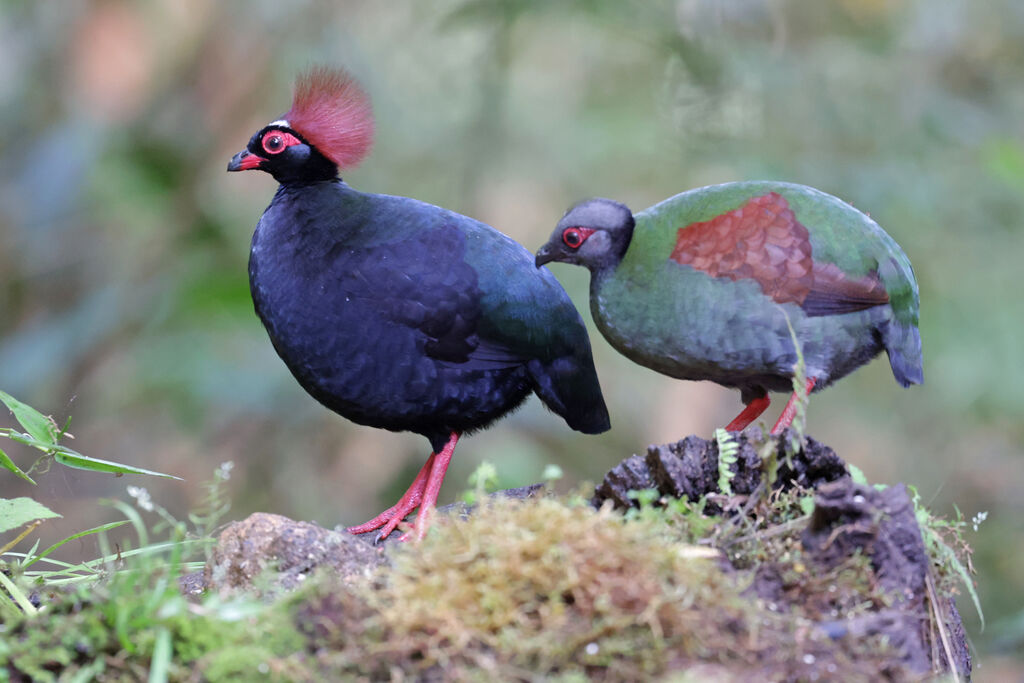 Crested Partridgeadult