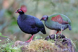 Crested Partridge