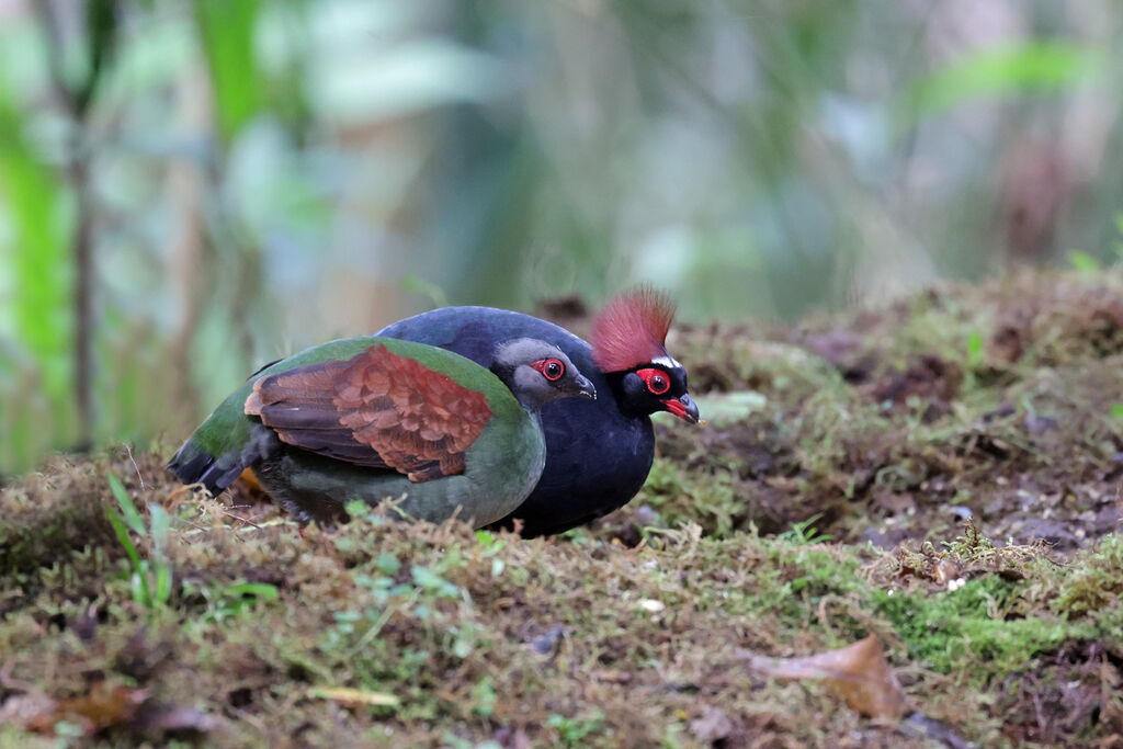 Crested Partridgeadult