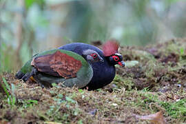 Crested Partridge