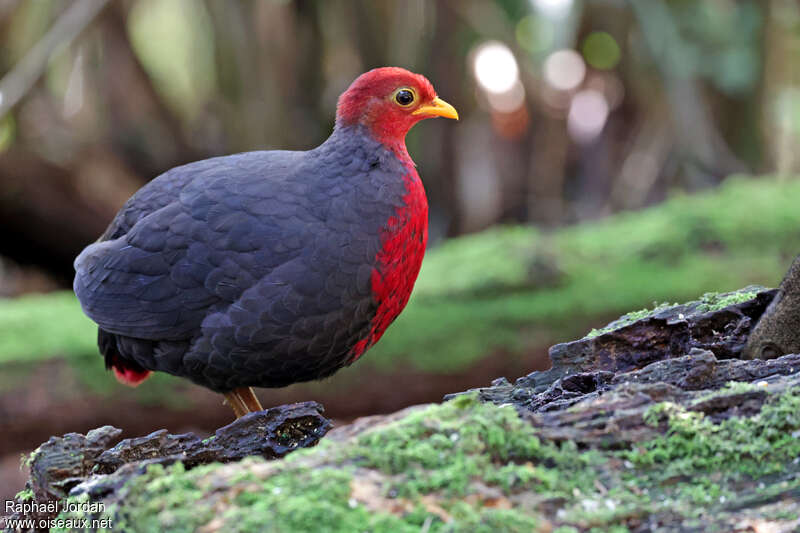 Crimson-headed Partridge male adult