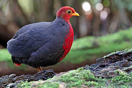 Crimson-headed Partridge