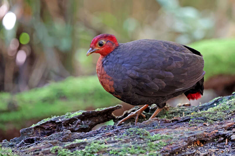 Crimson-headed Partridge female adult