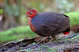 Crimson-headed Partridge