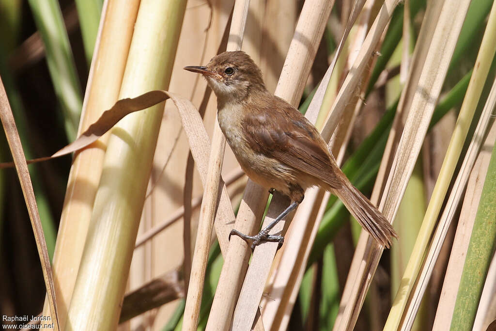 Rousserolle à bec fin1ère année, identification