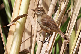 Lesser Swamp Warbler