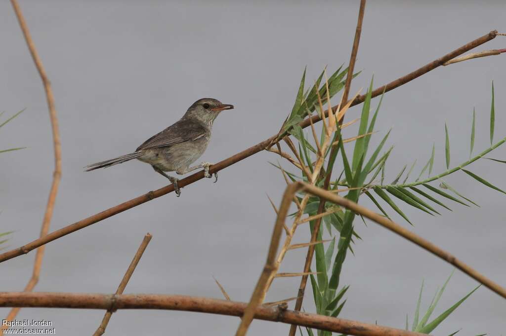 Madagascar Swamp Warbleradult, habitat, pigmentation, eats, Behaviour