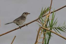 Madagascar Swamp Warbler