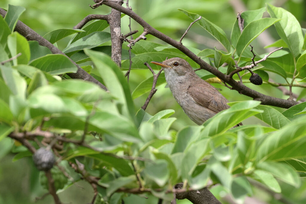 Cape Verde Warbler