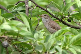 Cape Verde Warbler