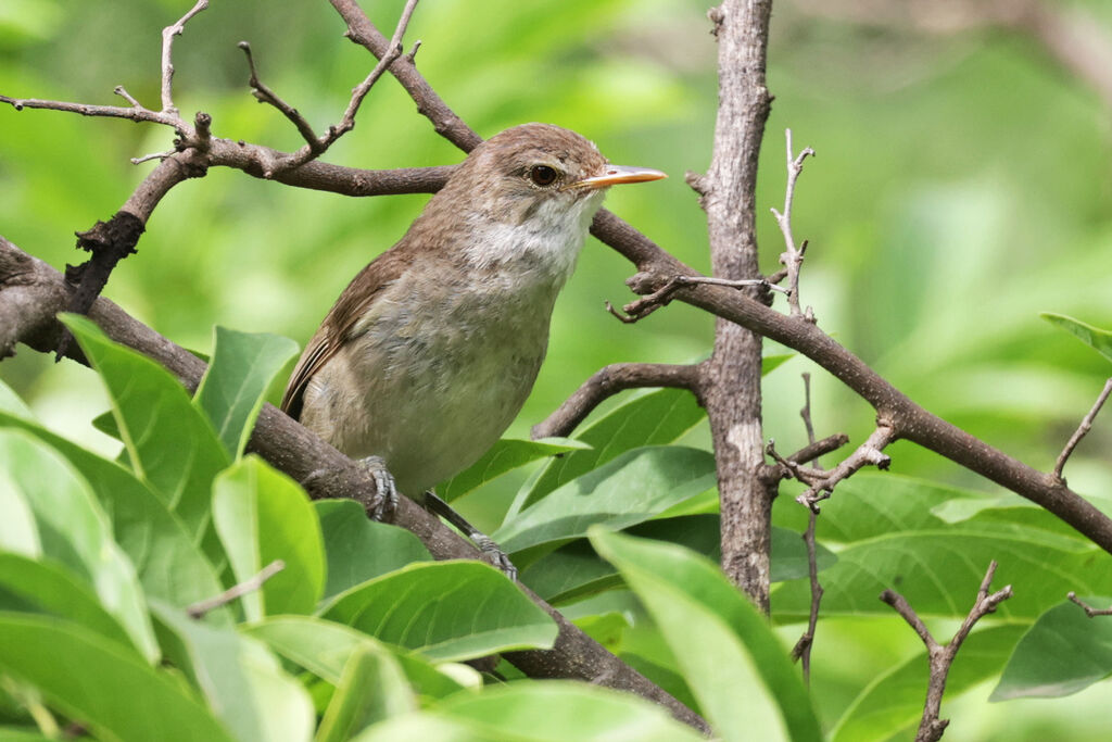 Cape Verde Warbler