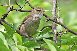 Cape Verde Warbler