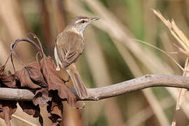 Paddyfield Warbler