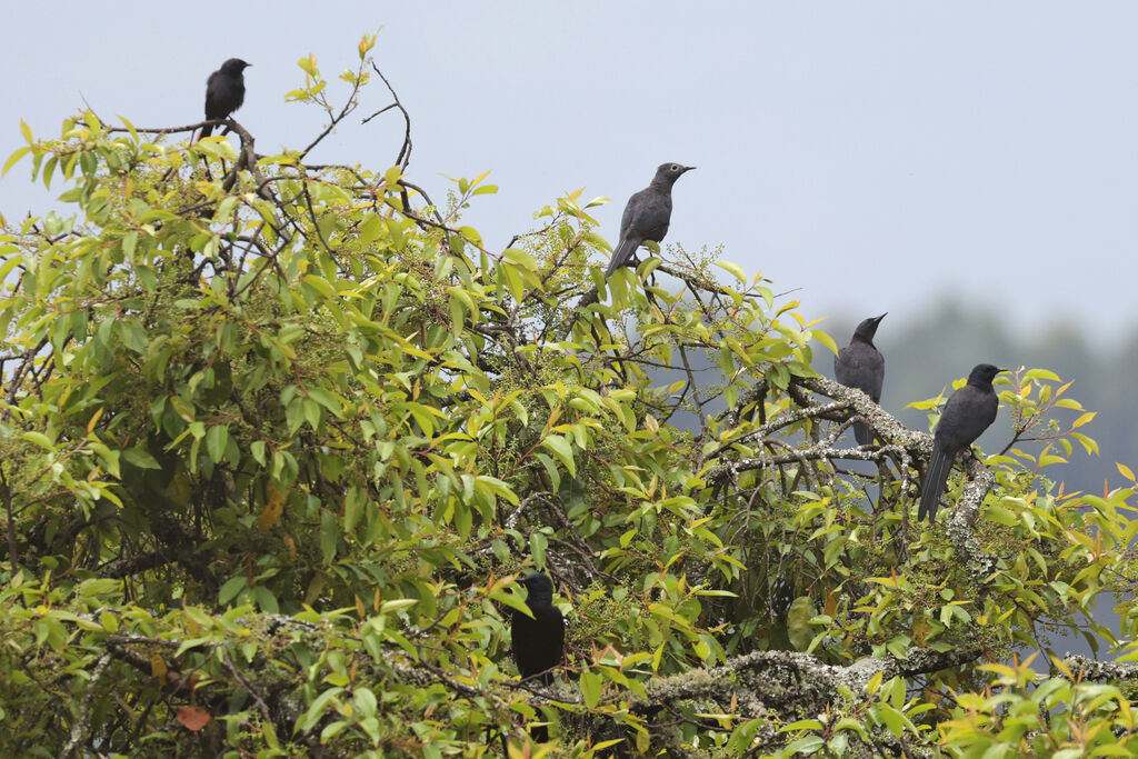 Slender-billed Starling