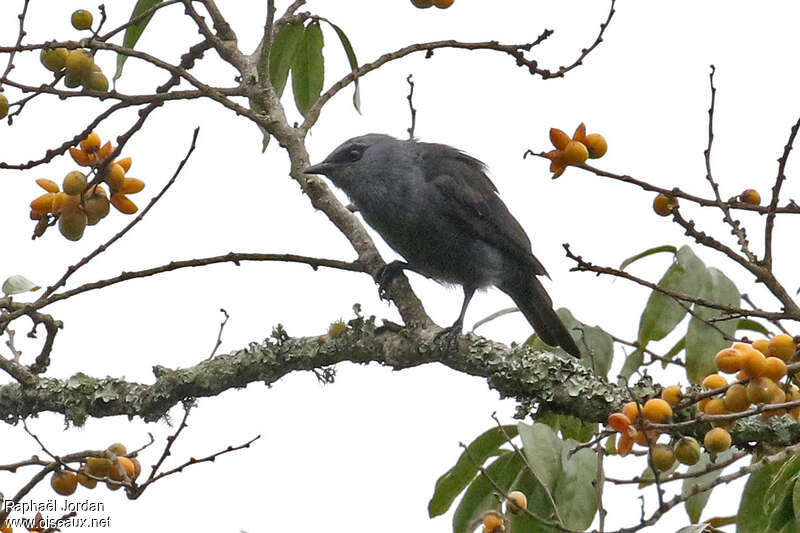 Kenrick's Starling female adult, identification