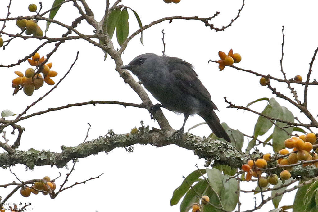 Kenrick's Starling female adult, identification