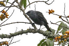 Kenrick's Starling