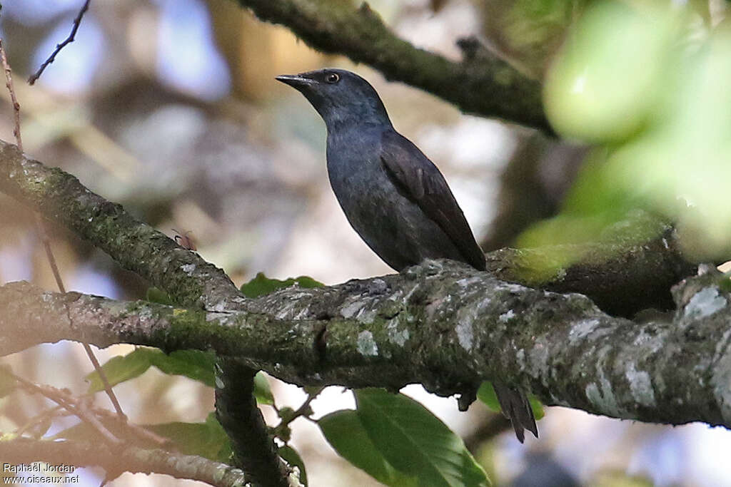 Stuhlmann's Starling female adult, identification