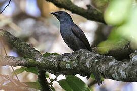 Stuhlmann's Starling