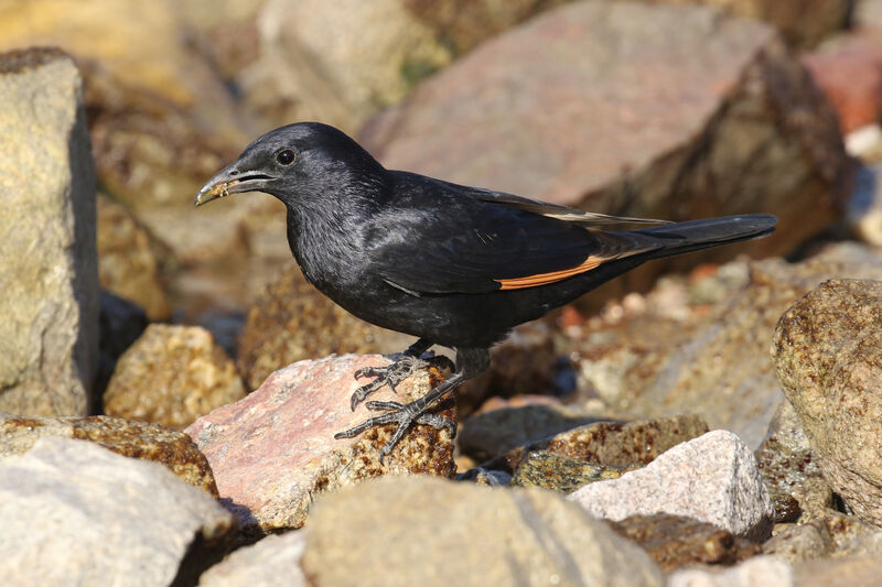 Tristram's Starling male adult