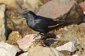 Tristram's Starling