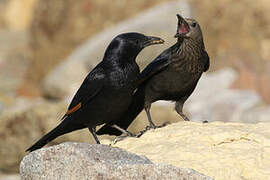 Tristram's Starling