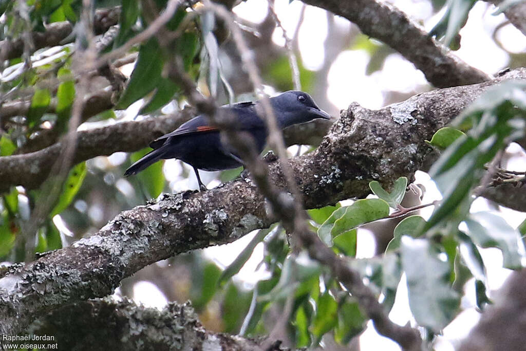 Waller's Starling female adult, identification