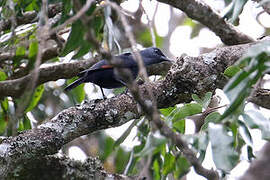 Waller's Starling