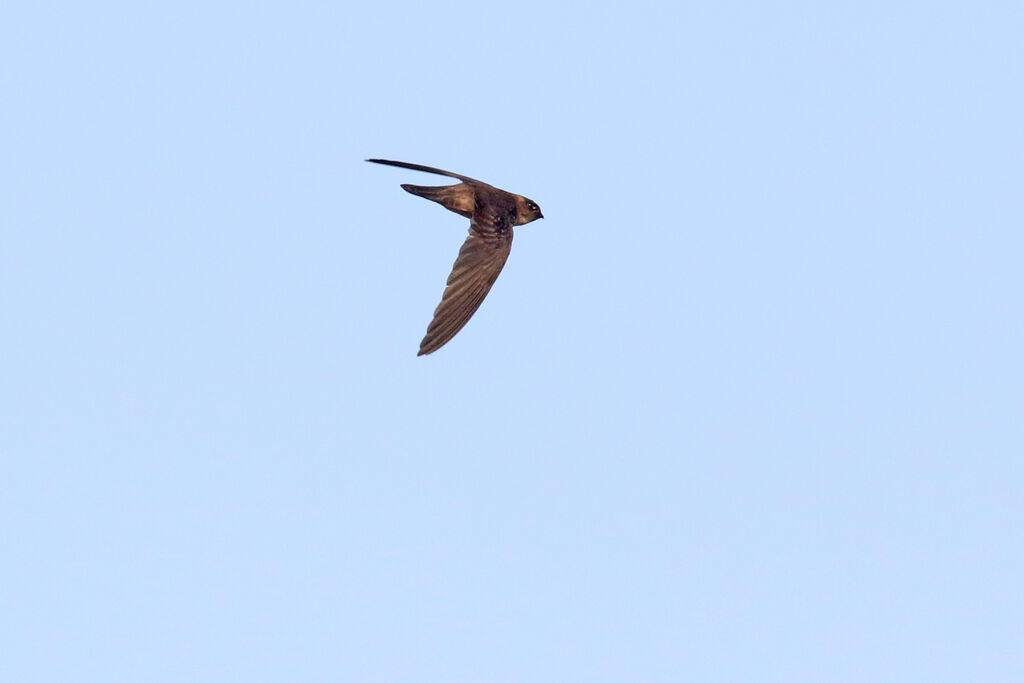 Edible-nest Swiftlet