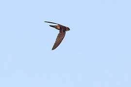 Edible-nest Swiftlet