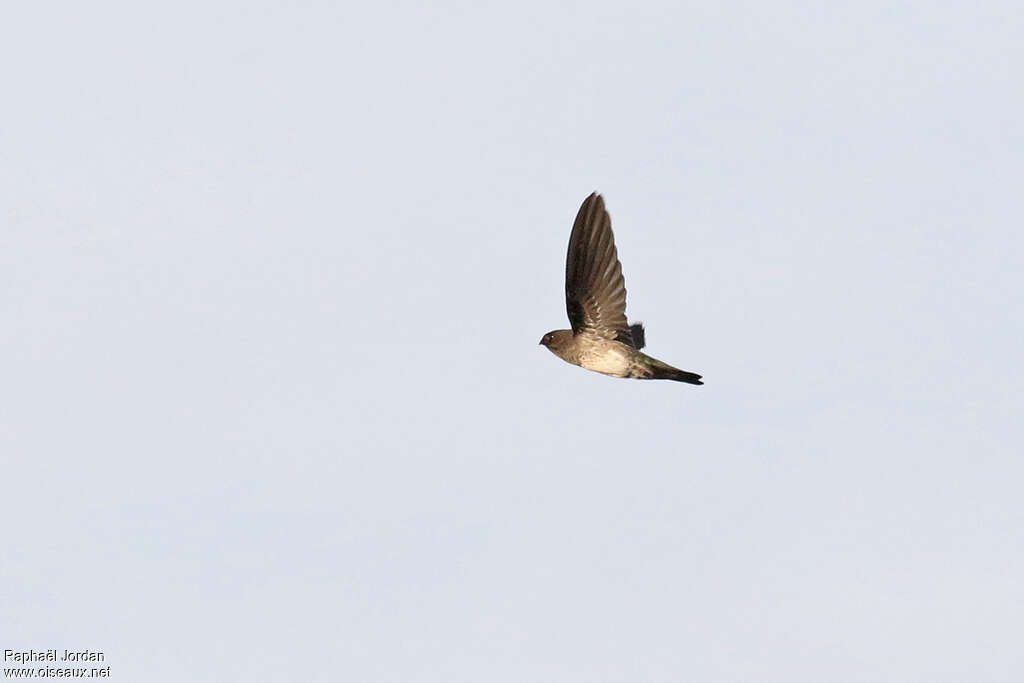 Plume-toed Swiftlet