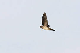 Plume-toed Swiftlet