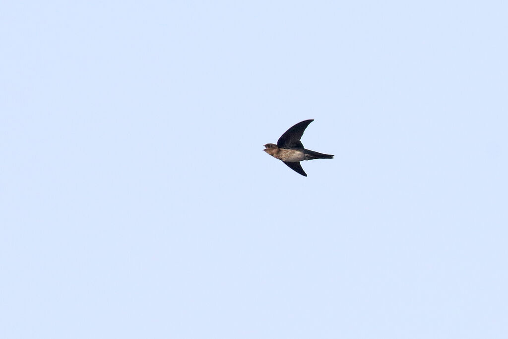 Plume-toed Swiftlet