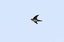 Plume-toed Swiftlet