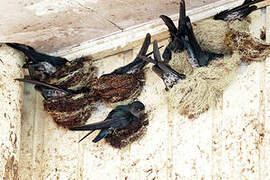 Plume-toed Swiftlet