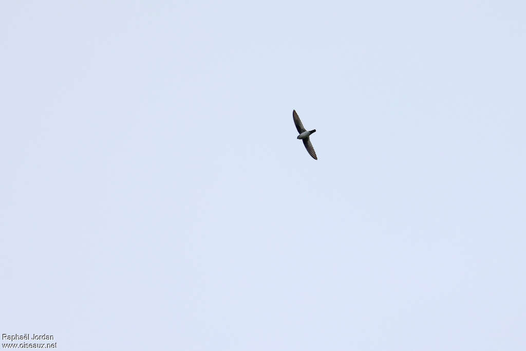 Ridgetop Swiftlet