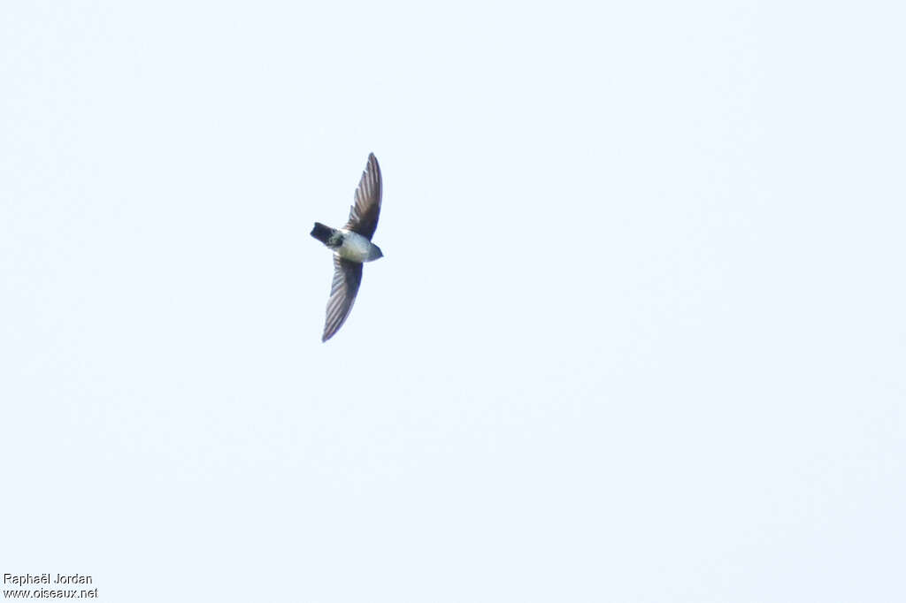 Bornean Swiftlet