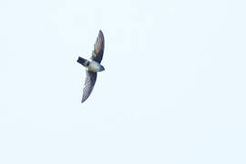 Bornean Swiftlet