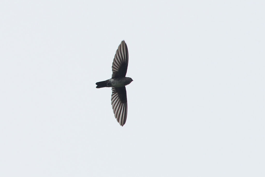 Cave Swiftlet