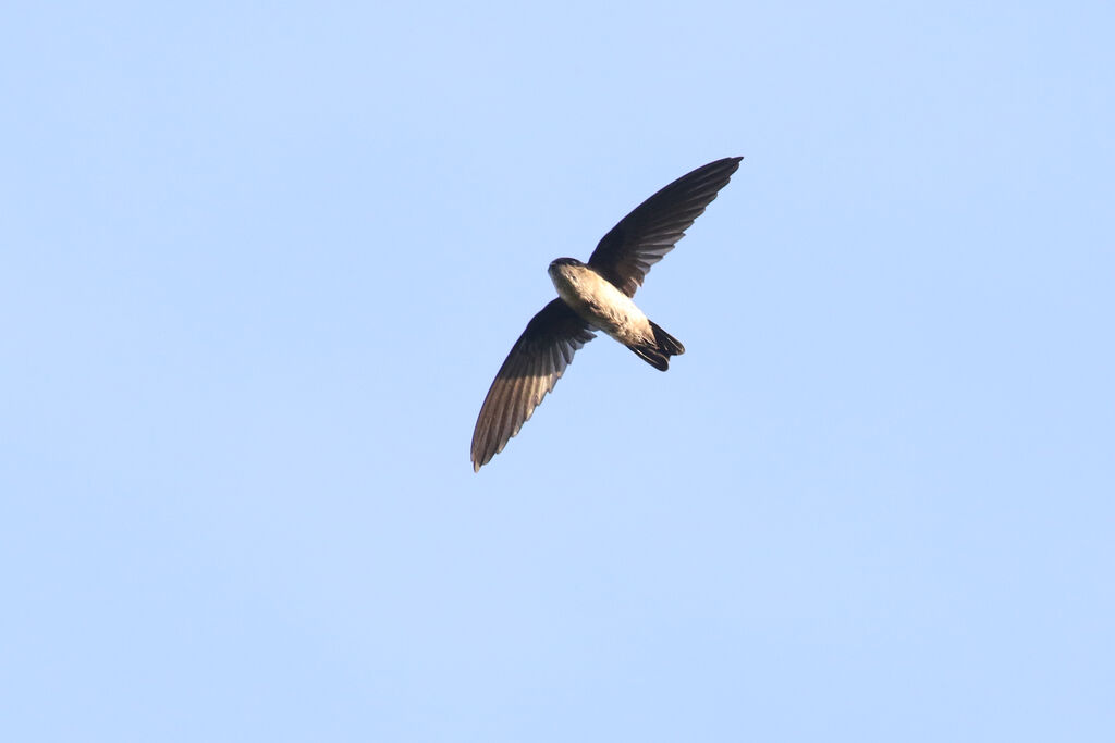 Glossy Swiftlet