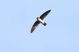 Glossy Swiftlet