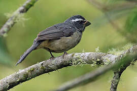 Thick-billed Saltator