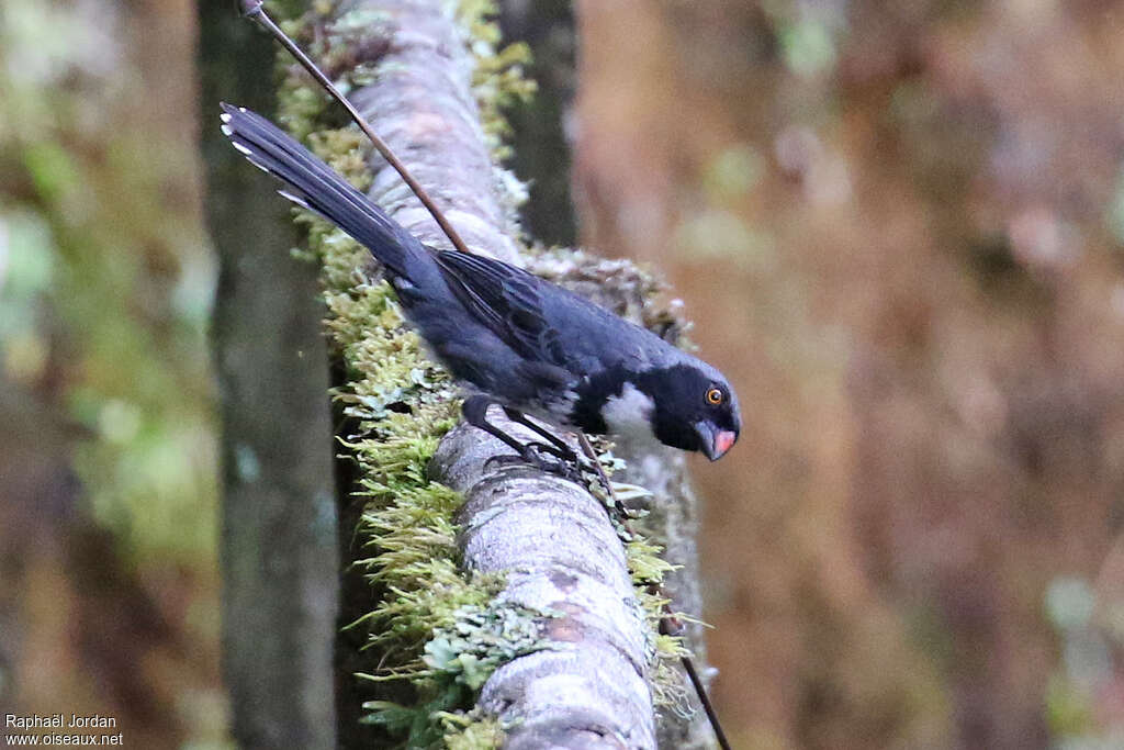 Saltator masquéadulte, identification