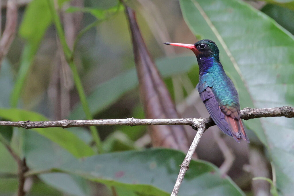 Rufous-throated Sapphireadult