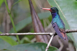 Rufous-throated Sapphire