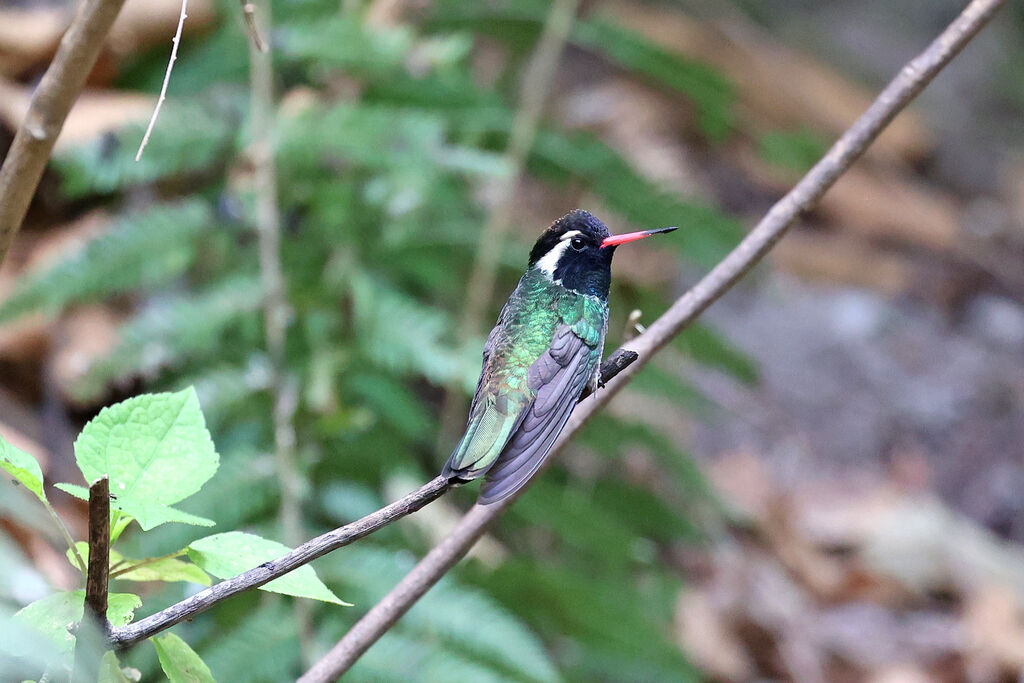 White-eared Hummingbird male adult