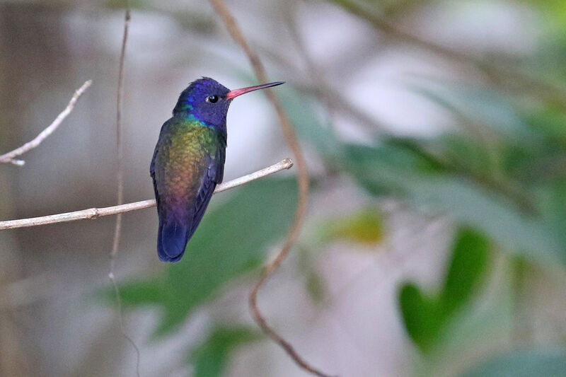 White-chinned Sapphire male adult