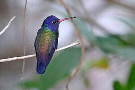 White-chinned Sapphire