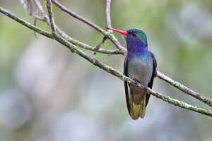 Saphir d'Élicia