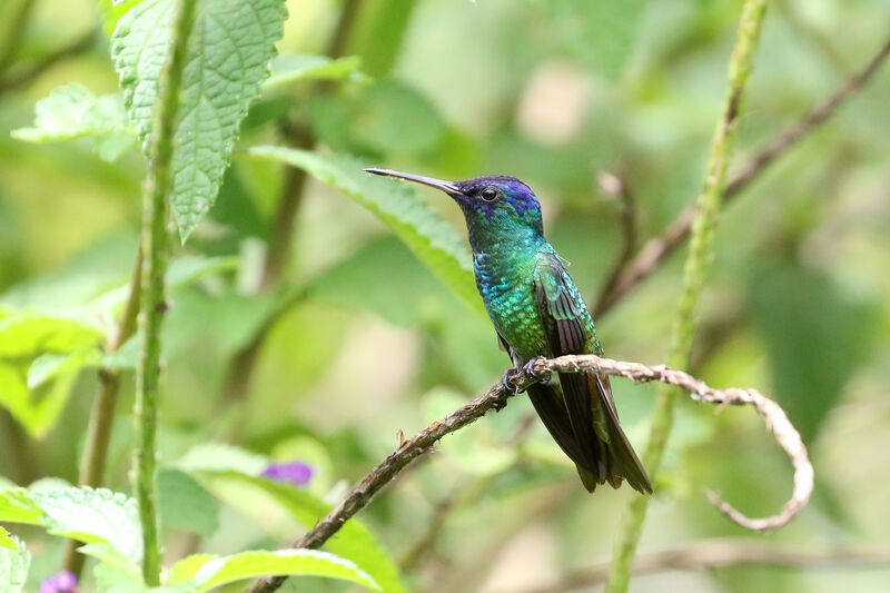 Golden-tailed Sapphire male adult